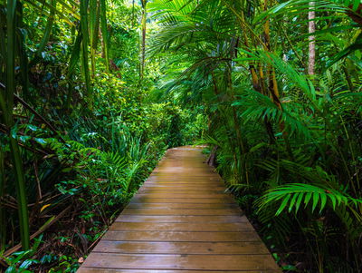 Ljuddämpande tavla - Wooden bridge in a tropical