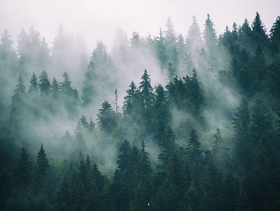 Ljuddämpande tavla - Fog in the green forest