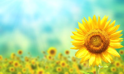 Ljuddämpande tavla - Decorative 3d sunflower