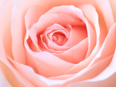 Ljuddämpande tavla - Pastel rose on a 3d macro