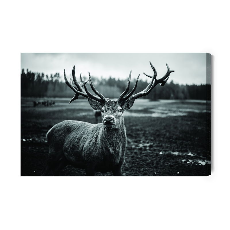 Ljuddämpande tavla - Black and white deer