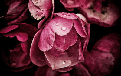 Ljuddämpande tavla - Peony flowers close up 3d