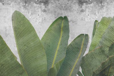 Ljuddämpande tavla - Tropical leaves on concrete