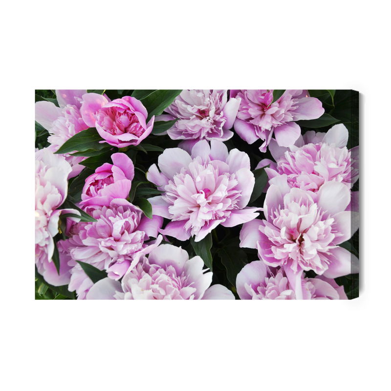 Ljuddämpande tavla - Peonies among the greenery