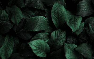 Ljuddämpande tavla - Green leaves on a macro scale