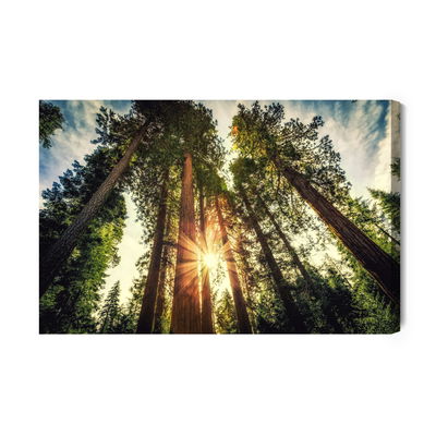 Ljuddämpande tavla - Sunrise forest