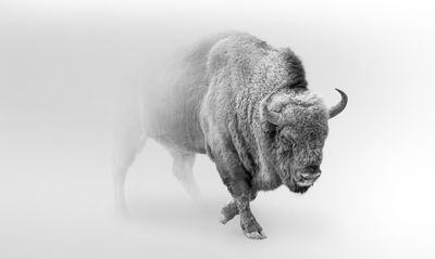 Ljuddämpande tavla - Bison in the fog 3d