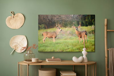 Ljuddämpande tavla - Two young deer