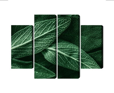 Ljuddämpande tavla - Salvia leaves on a macro