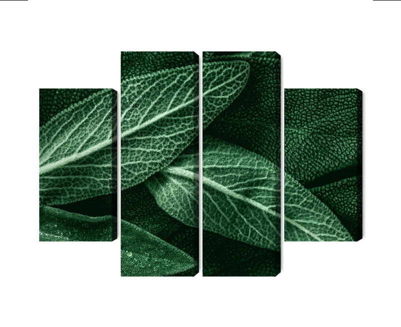 Ljuddämpande tavla - Salvia leaves on a macro