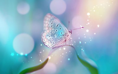 Ljuddämpande tavla - A delicate butterfly