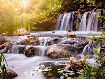 Ljuddämpande tavla - Waterfall at sunset