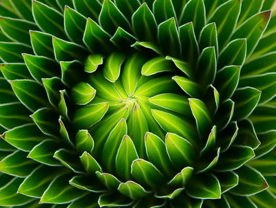 Ljuddämpande tavla - Green plant on a macro scale