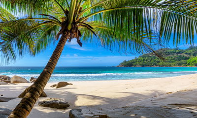 Ljuddämpande tavla - Tropical beach with 3d palm