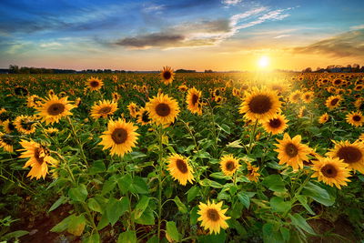 Ljuddämpande tavla - Sunflower field at sunset 3d