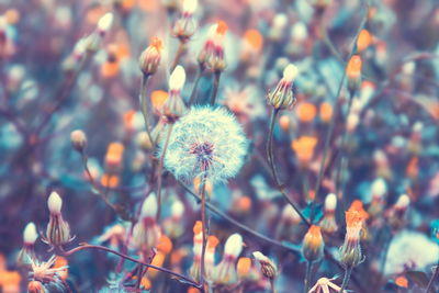 Ljuddämpande tavla - Dandelions in the meadow