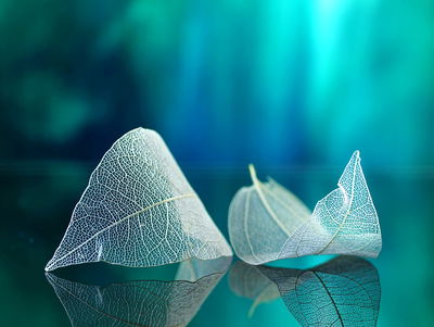 Ljuddämpande tavla - Delicate leaves close up