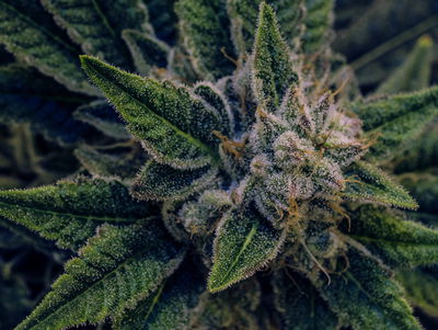 Ljuddämpande tavla - Cannabis plant close up