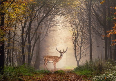 Ljuddämpande tavla - A deer in the middle