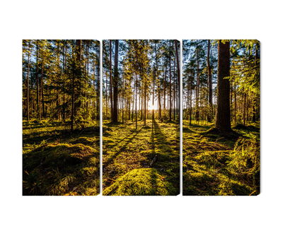 Ljuddämpande tavla - Morning sun rays