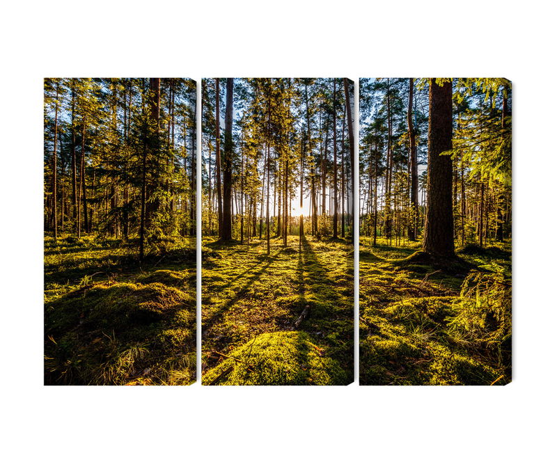 Ljuddämpande tavla - Morning sun rays