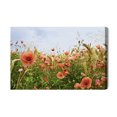 Ljuddämpande tavla - Poppies in the meadow