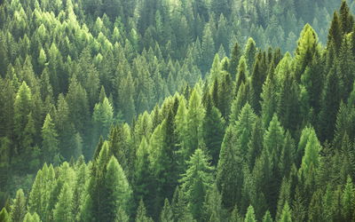 Ljuddämpande tavla - The green of the forest