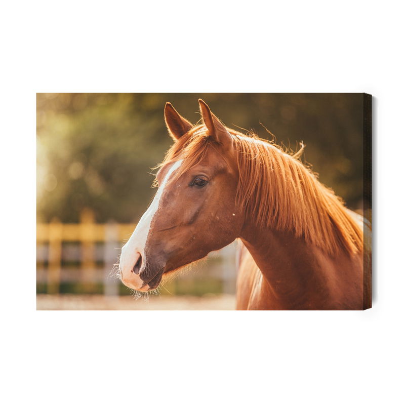 Ljuddämpande tavla - A horse in the paddock