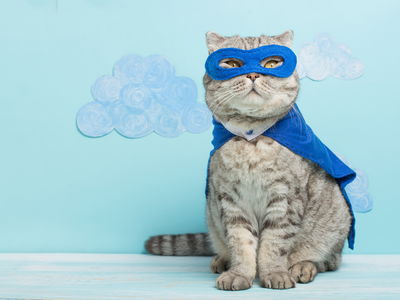 Ljuddämpande tavla - Gray cat with a mask