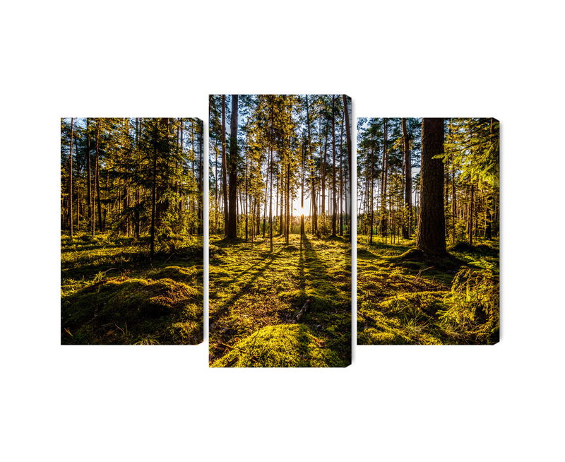 Ljuddämpande tavla - Morning sun rays