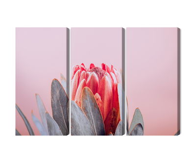 Ljuddämpande tavla - Flower of the royal protéa
