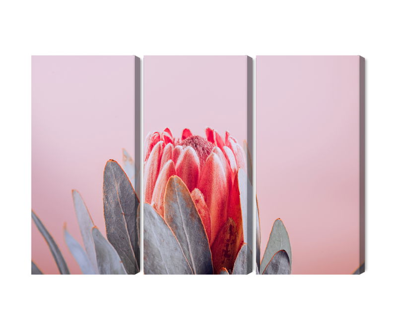 Ljuddämpande tavla - Flower of the royal protéa