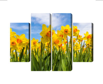 Ljuddämpande tavla - Daffodil field 3d