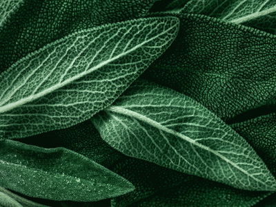 Ljuddämpande tavla - Salvia leaves on a macro