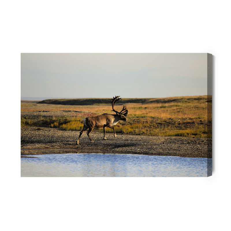 Ljuddämpande tavla - A deer over the water