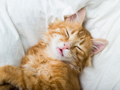 Ljuddämpande tavla - Sleepy ginger kitten