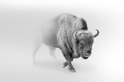 Ljuddämpande tavla - Bison in the fog 3d