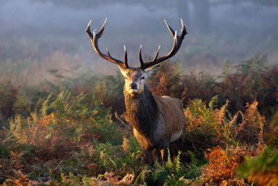 Ljuddämpande tavla - An impressive deer among