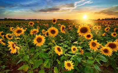 Ljuddämpande tavla - Sunflower field at sunset 3d
