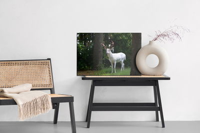 Ljuddämpande tavla - Albino deer in the forest