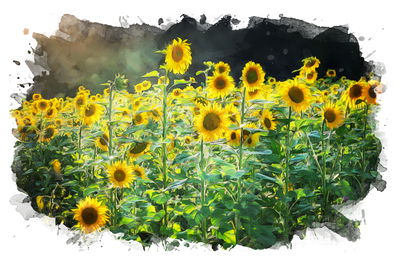 Ljuddämpande tavla - A field of sunflowers