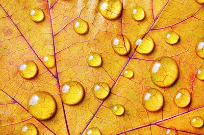 Ljuddämpande tavla - Water drops on an autumn