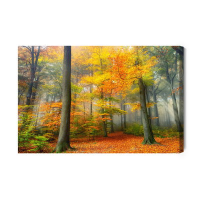 Ljuddämpande tavla - Misty autumn forest