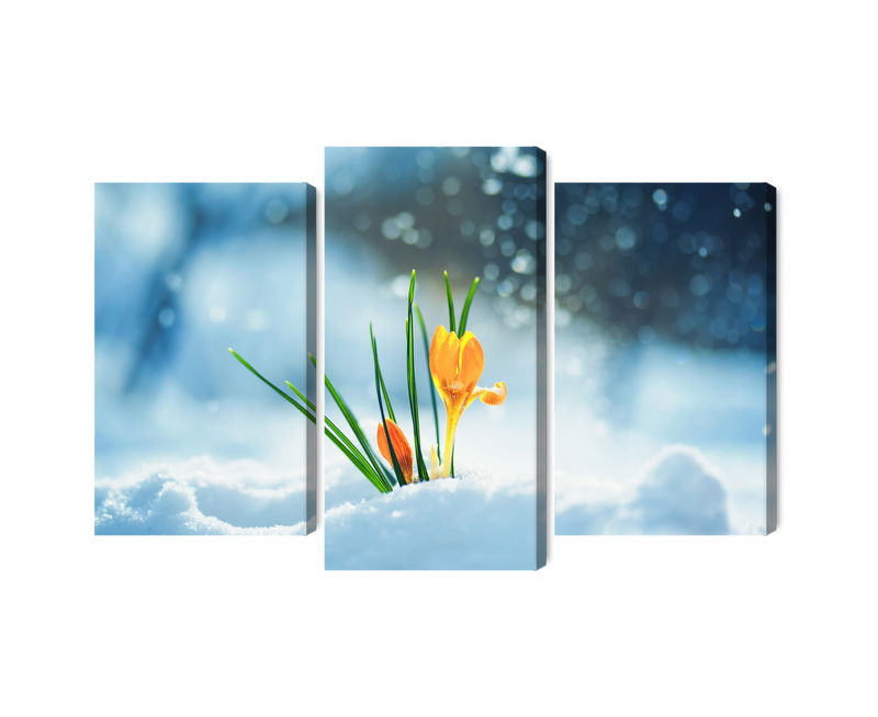 Ljuddämpande tavla - Yellow crocuses breaking