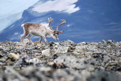 Ljuddämpande tavla - Reindeer on the background