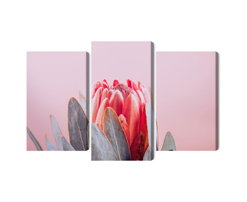 Ljuddämpande tavla - Flower of the royal protea