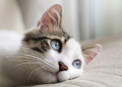 Ljuddämpande tavla - Dreamy kitten