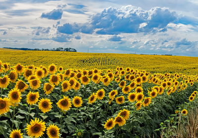 Ljuddämpande tavla - Summer landscape