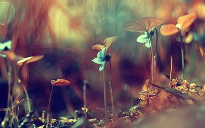 Ljuddämpande tavla - Delicate plants on a macro