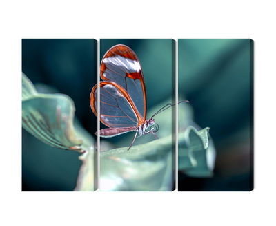 Ljuddämpande tavla - Glass-winged butterfly close